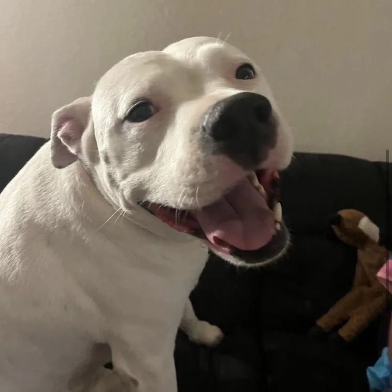 Casterly thumbnail 6