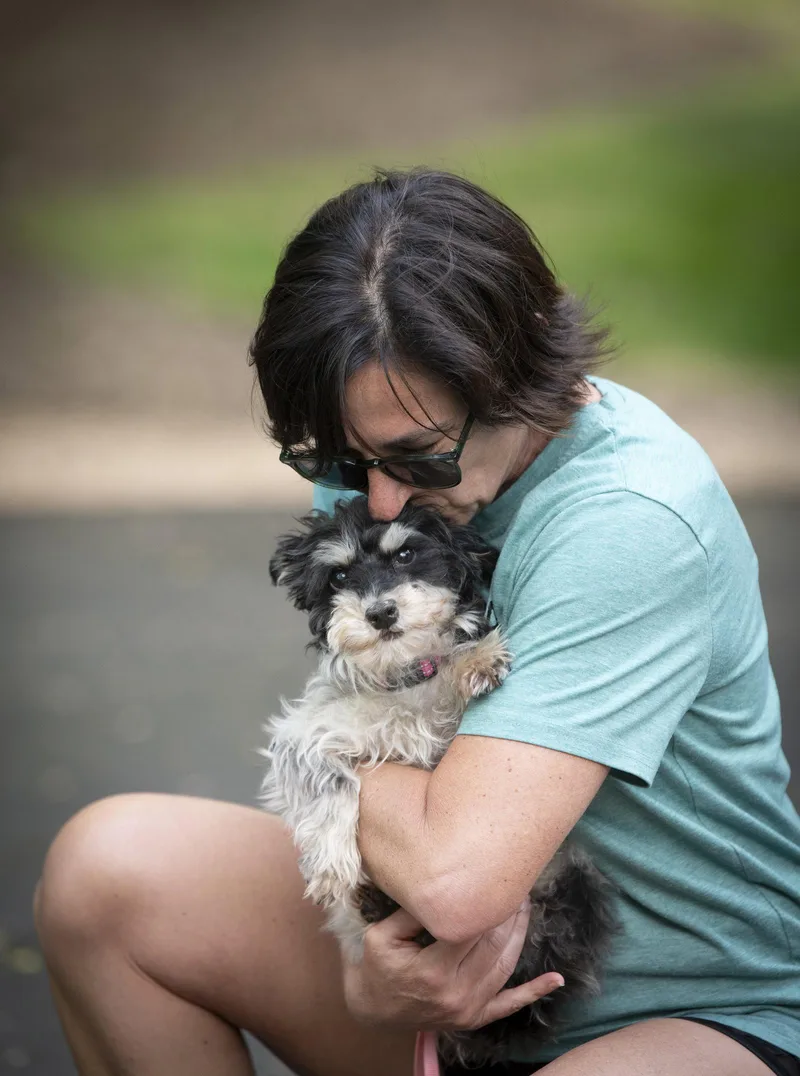 An adult small-sized female Yorkshire Terrier dog named Brooklyn for adoption in Arlington, VA