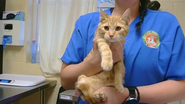 A baby medium-sized female Domestic Short Hair cat named Gretchen for adoption in Cookeville, TN