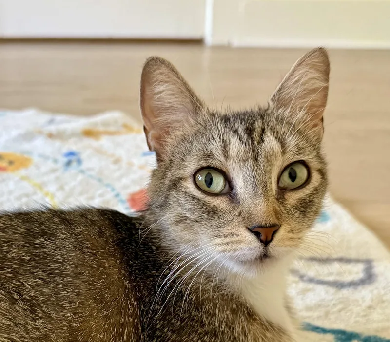 A young medium-sized female Tabby (Tiger Striped) Domestic Short Hair cat named Bonnie for adoption in Montclair, NJ