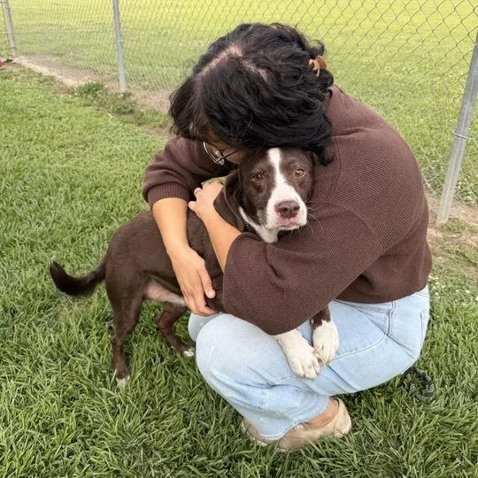A senior medium-sized male Brown / Chocolate Labrador Retriever dog named Trucker for adoption in Carencro, LA