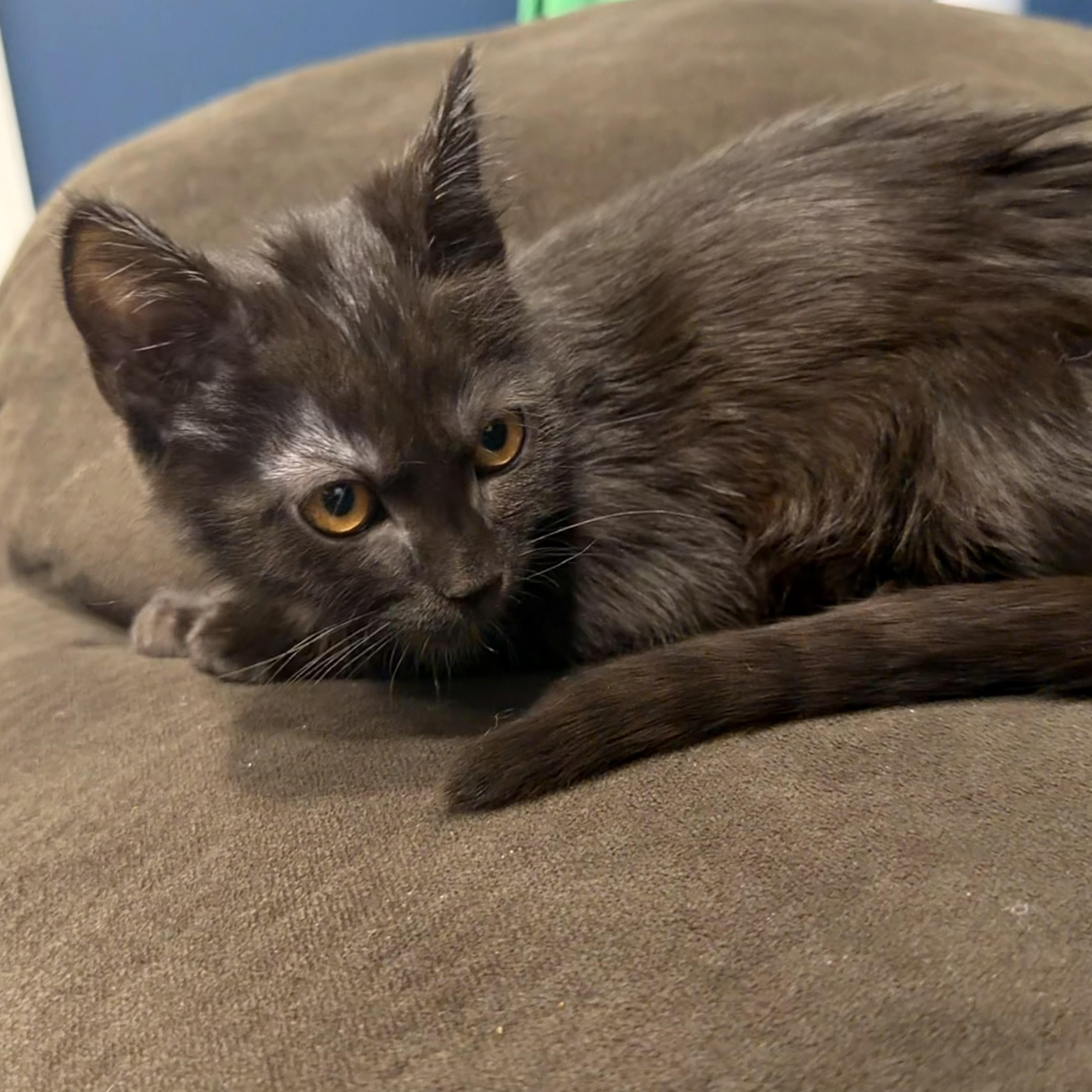 A baby large-sized female Black Domestic Long Hair cat named Juliette for adoption in Norco, CA
