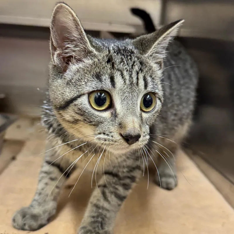 A baby small-sized female Brown / Chocolate Domestic Short Hair cat named Polo for adoption in Birmingham, AL