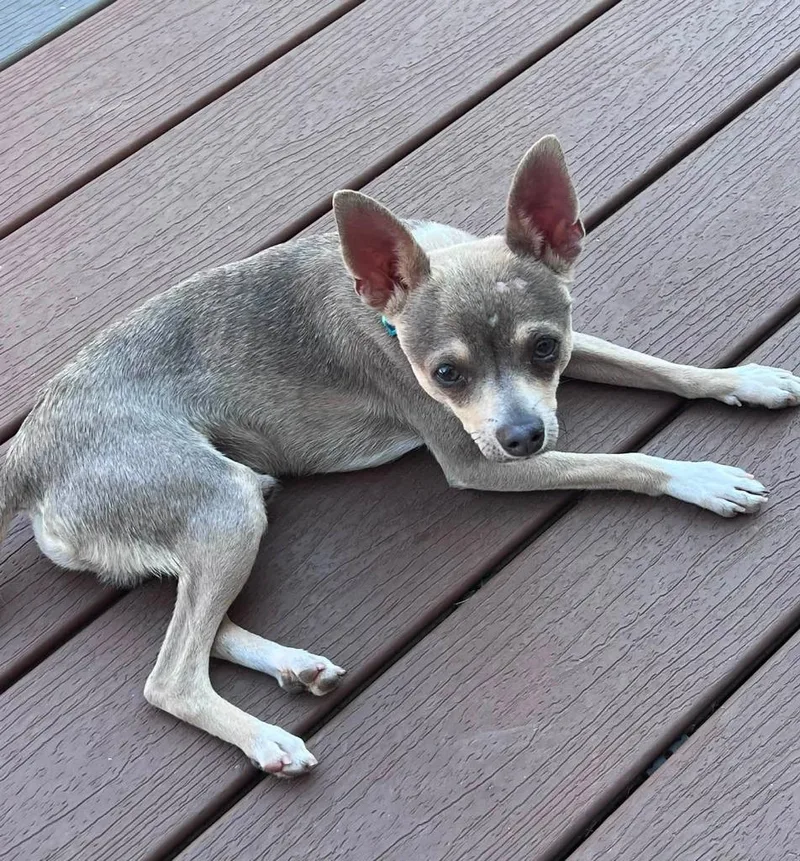 An adult small-sized male Gray / Blue / Silver Chihuahua dog named Ikes for adoption in Shingle Springs, CA