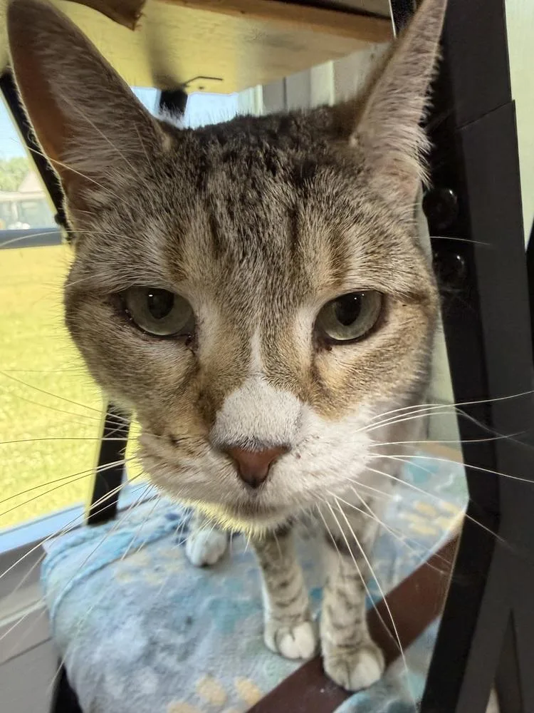 An adult large-sized female Domestic Short Hair cat named Citty for adoption in Jackson, GA