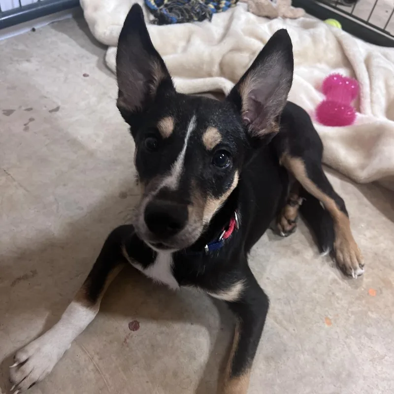 A young small-sized female Collie dog named Lucky for adoption in Austin, TX