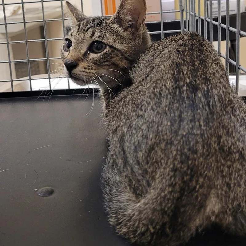 A baby small-sized male American Shorthair cat named Clyde for adoption in Lake Panasoffkee, FL