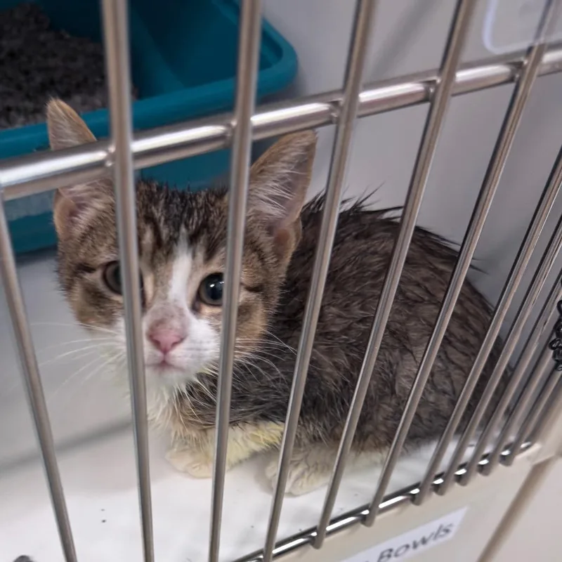 A baby small-sized female Brown / Chocolate Domestic Short Hair cat named Chimera for adoption in League City, TX