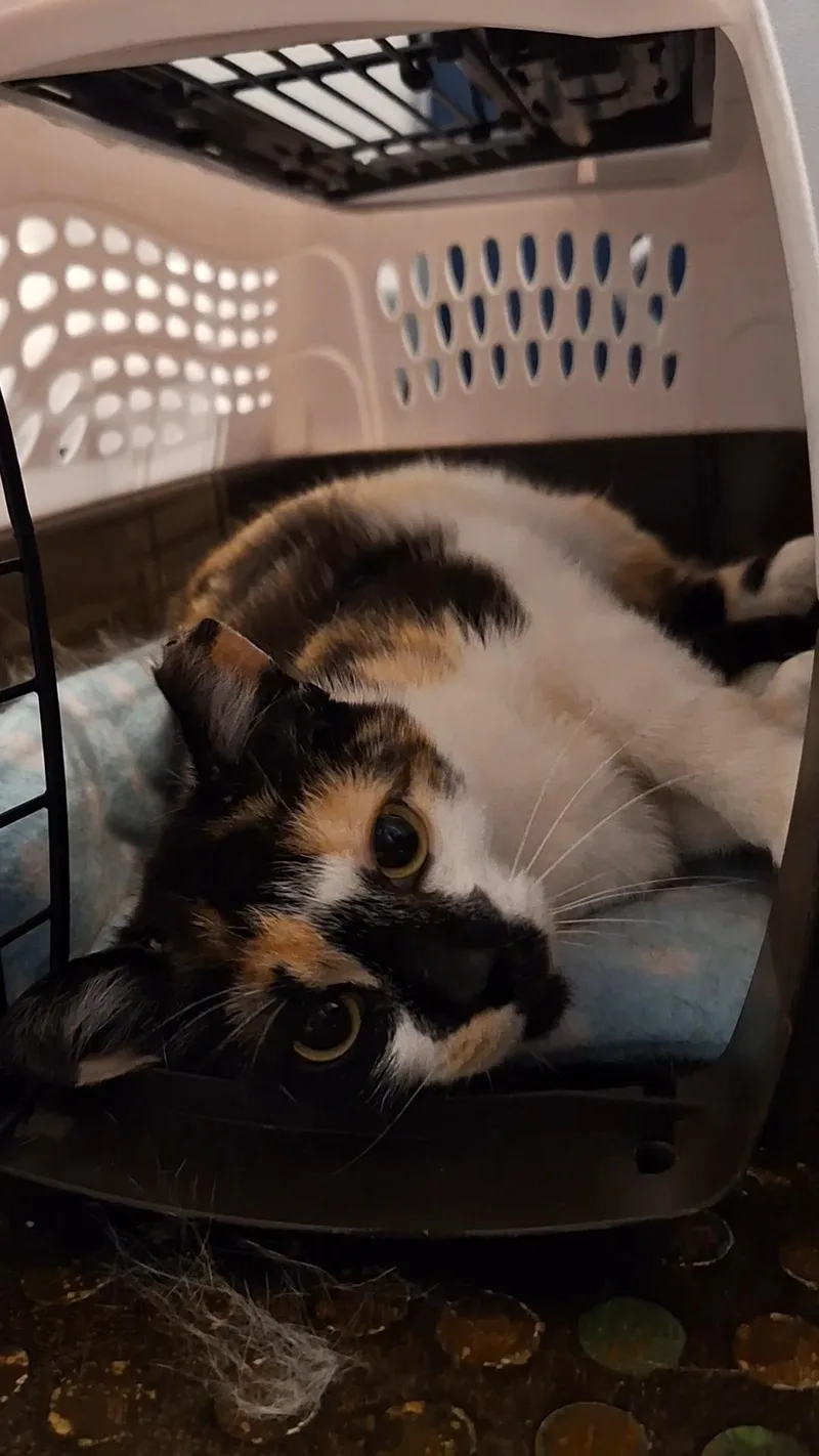 An adult medium-sized female Calico Domestic Short Hair cat named Cici for adoption in BUTLER, PA