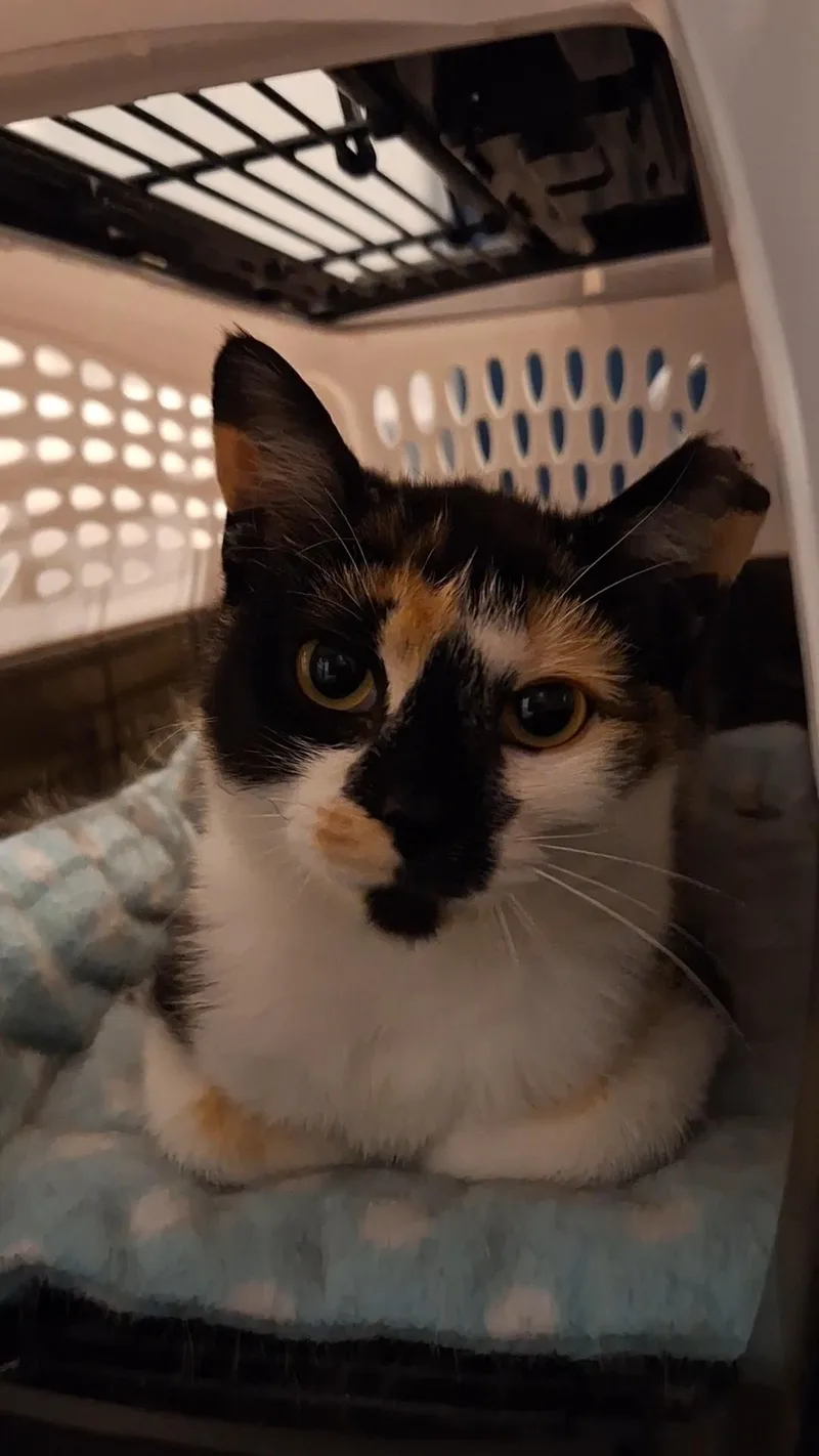 Cici thumbnail 3
