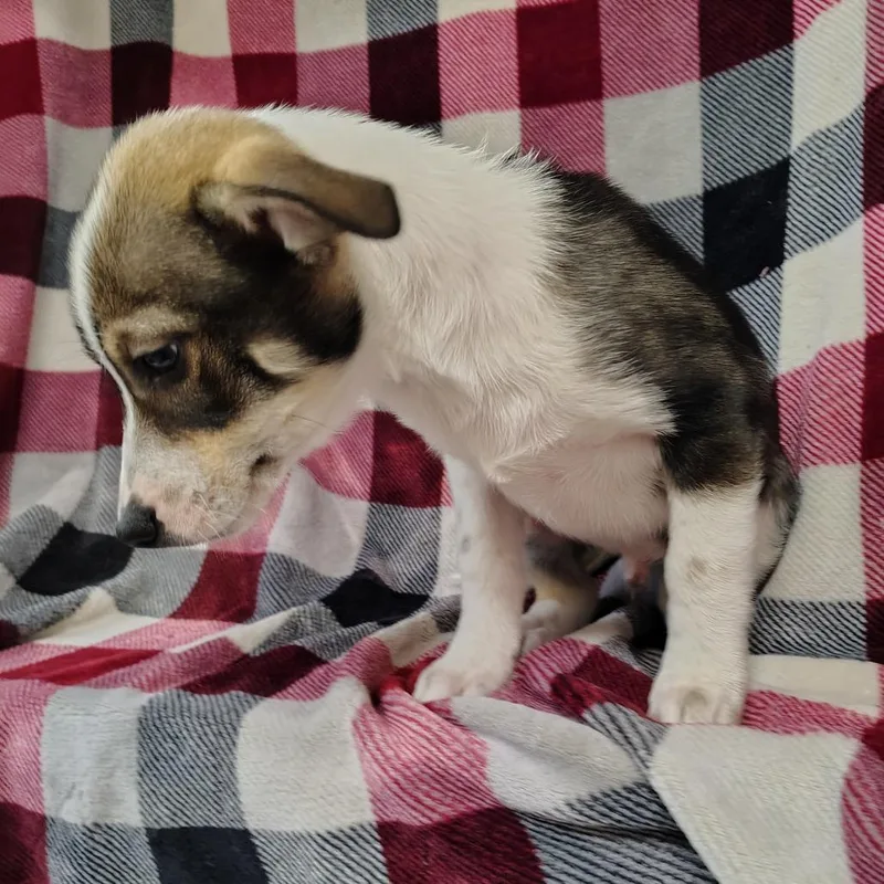 Shilo Puppy thumbnail 2