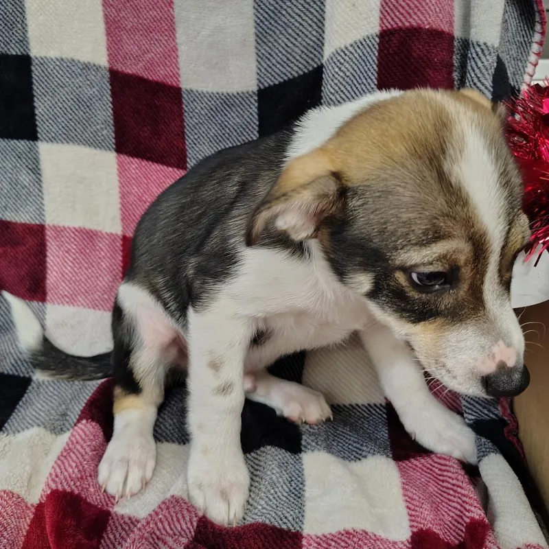 Shilo Puppy thumbnail 3