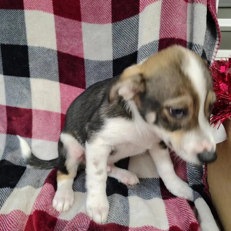 Shilo Puppy thumbnail 4