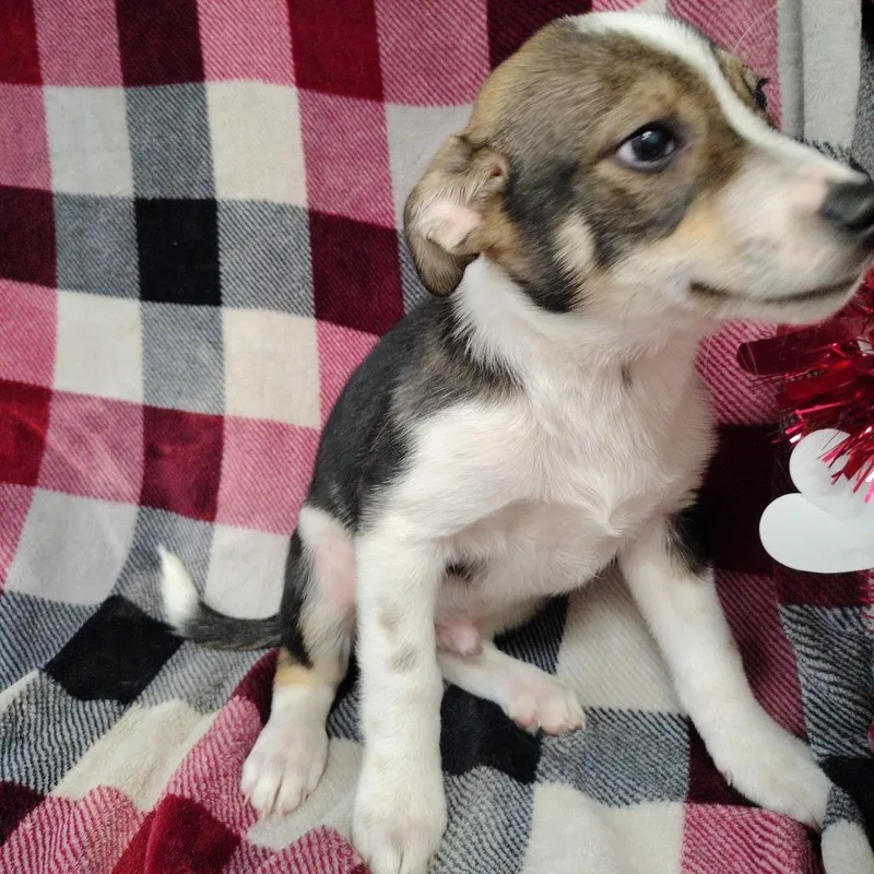 Shilo Puppy thumbnail 5