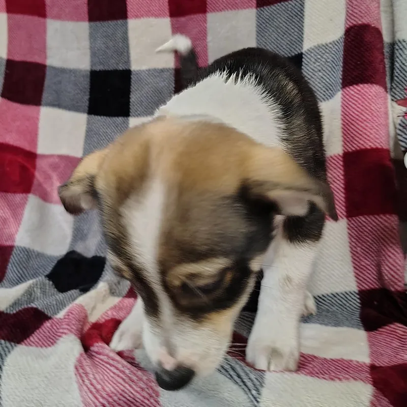 Shilo Puppy thumbnail 6