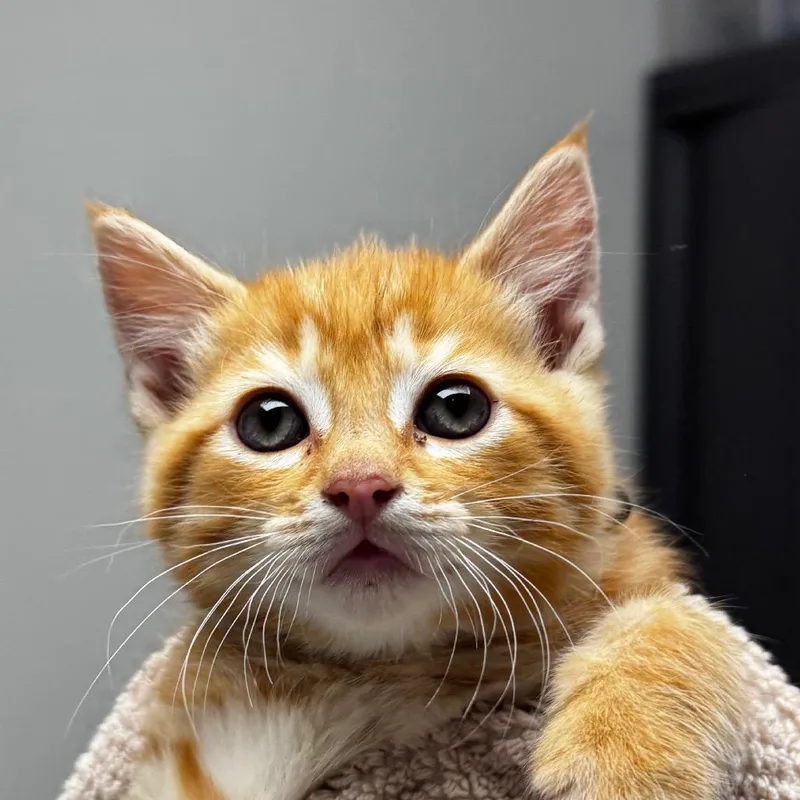A baby small-sized male Orange / Red Domestic Short Hair cat named Gonzo for adoption in Concord, NC