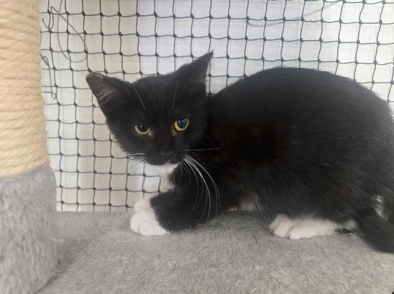 A baby medium-sized male Domestic Short Hair cat named Tajin for adoption in Napa, CA