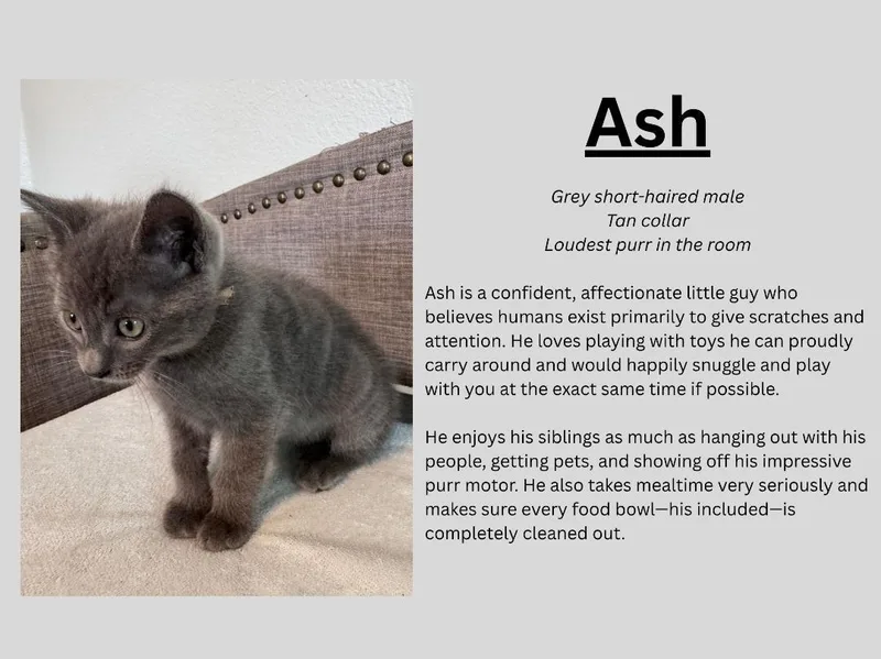 A baby medium-sized male Gray / Blue / Silver Domestic Short Hair cat named Ash for adoption in Terrell, TX