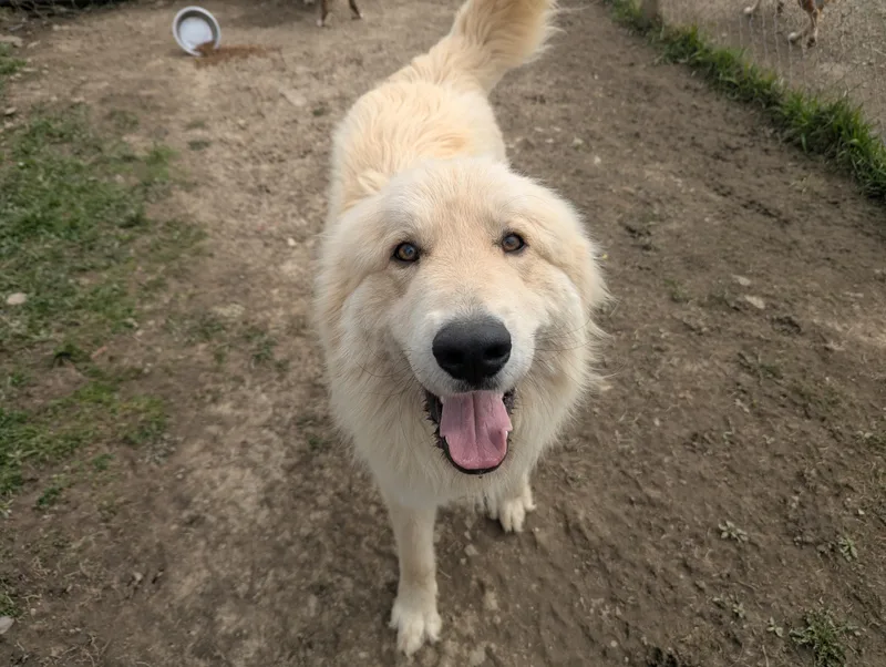 An adult extra large-sized male White / Cream Great Pyrenees dog named Avalanche for adoption in Plain City, OH