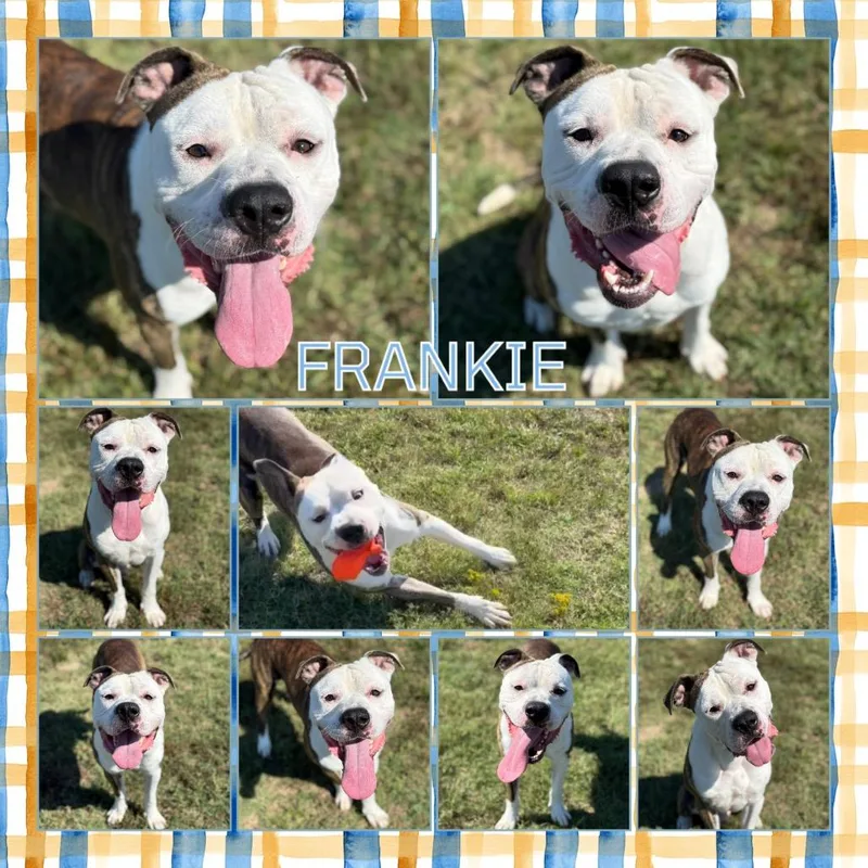An adult large-sized male Brindle Pit Bull Terrier dog named Frankie for adoption in Buffalo, MN