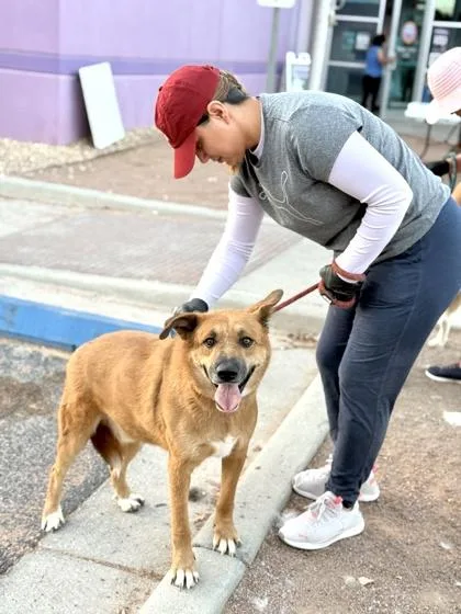 An adult large-sized male Shepherd dog named Brownie for adoption in El Paso, TX
