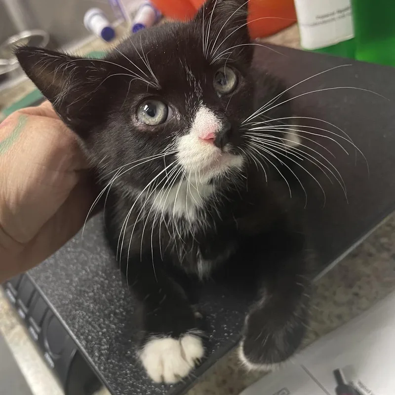 A baby small-sized male Black Domestic Short Hair cat named Nabisco for adoption in Dickinson, TX