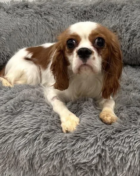 A young small-sized female White / Cream Cavalier King Charles Spaniel dog named Daisie Rose for adoption in Henderson, NV