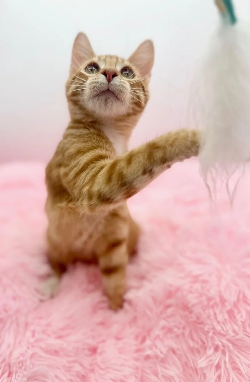 A baby medium-sized male Orange & White Domestic Short Hair cat named Hashimi for adoption in Covington, LA