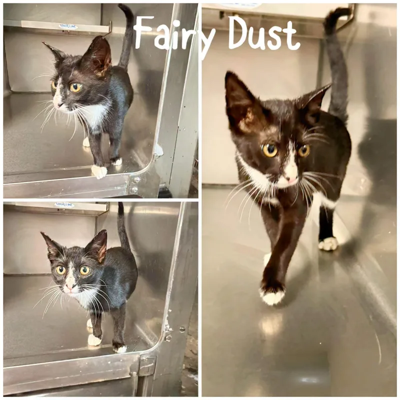 A young medium-sized female Black & White / Tuxedo Domestic Short Hair cat named Fairy Dust for adoption in Saint James, MO