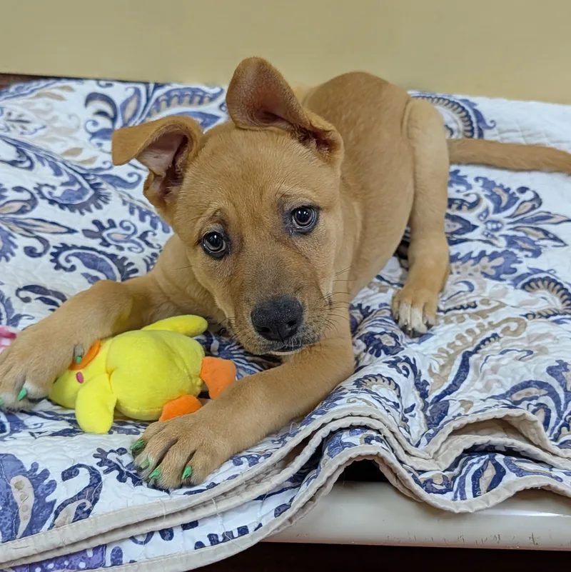 A baby large-sized female Yellow / Tan / Blond / Fawn Labrador Retriever dog named Wren for adoption in Accident, MD