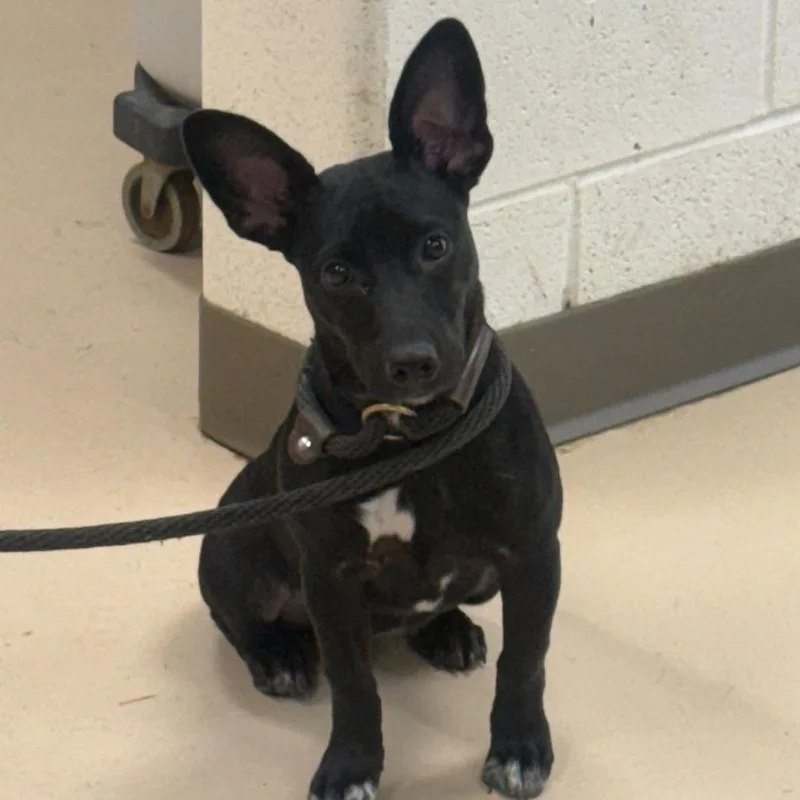 A baby small-sized female Black Rat Terrier dog named Ebony for adoption in Pine Bluff, AR
