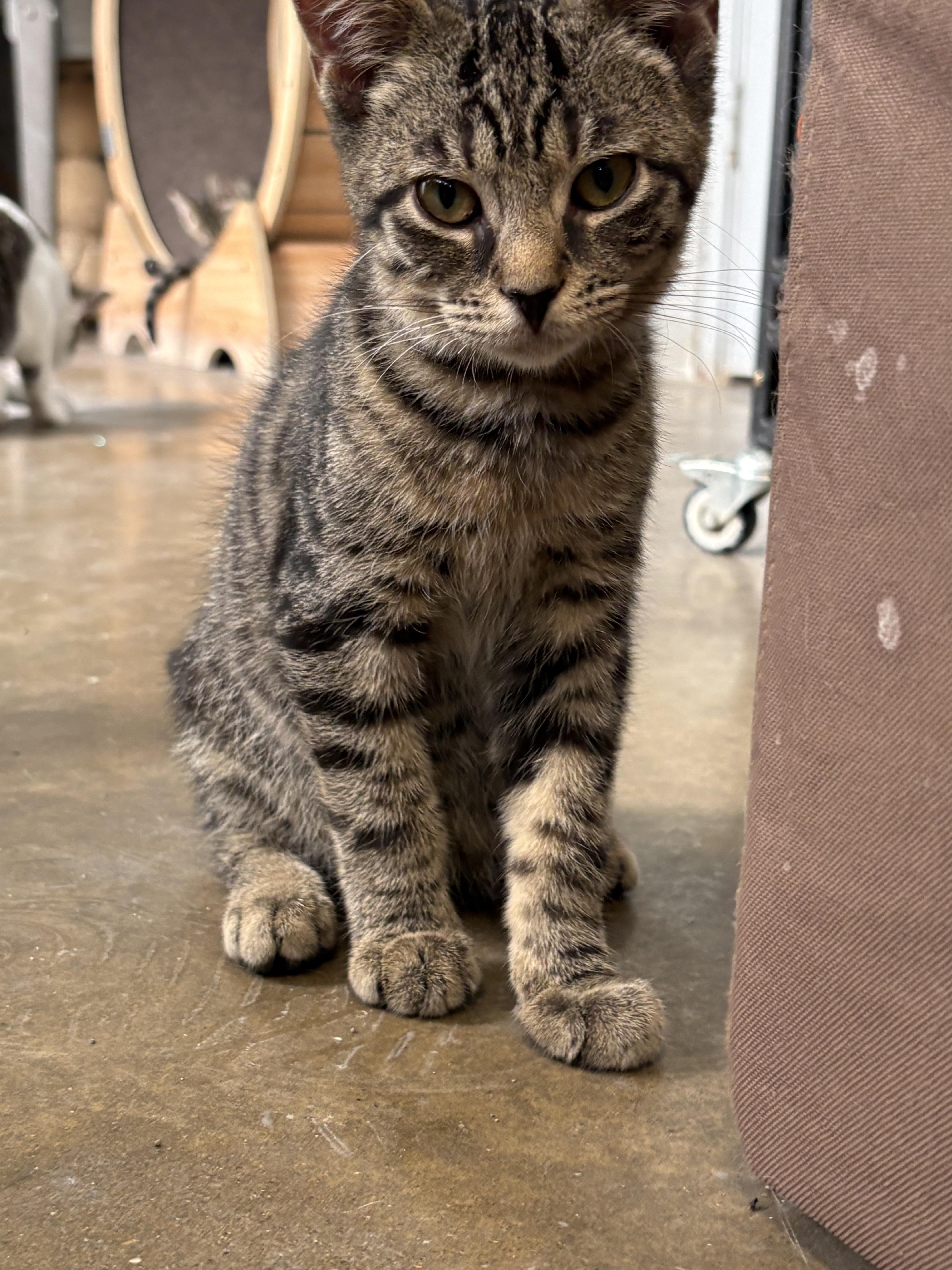 A baby small-sized male Domestic Short Hair cat named Luke for adoption in Hermitage, PA