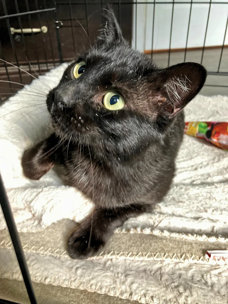 An adult medium-sized male Domestic Short Hair cat named Harry for adoption in Elk Grove, CA