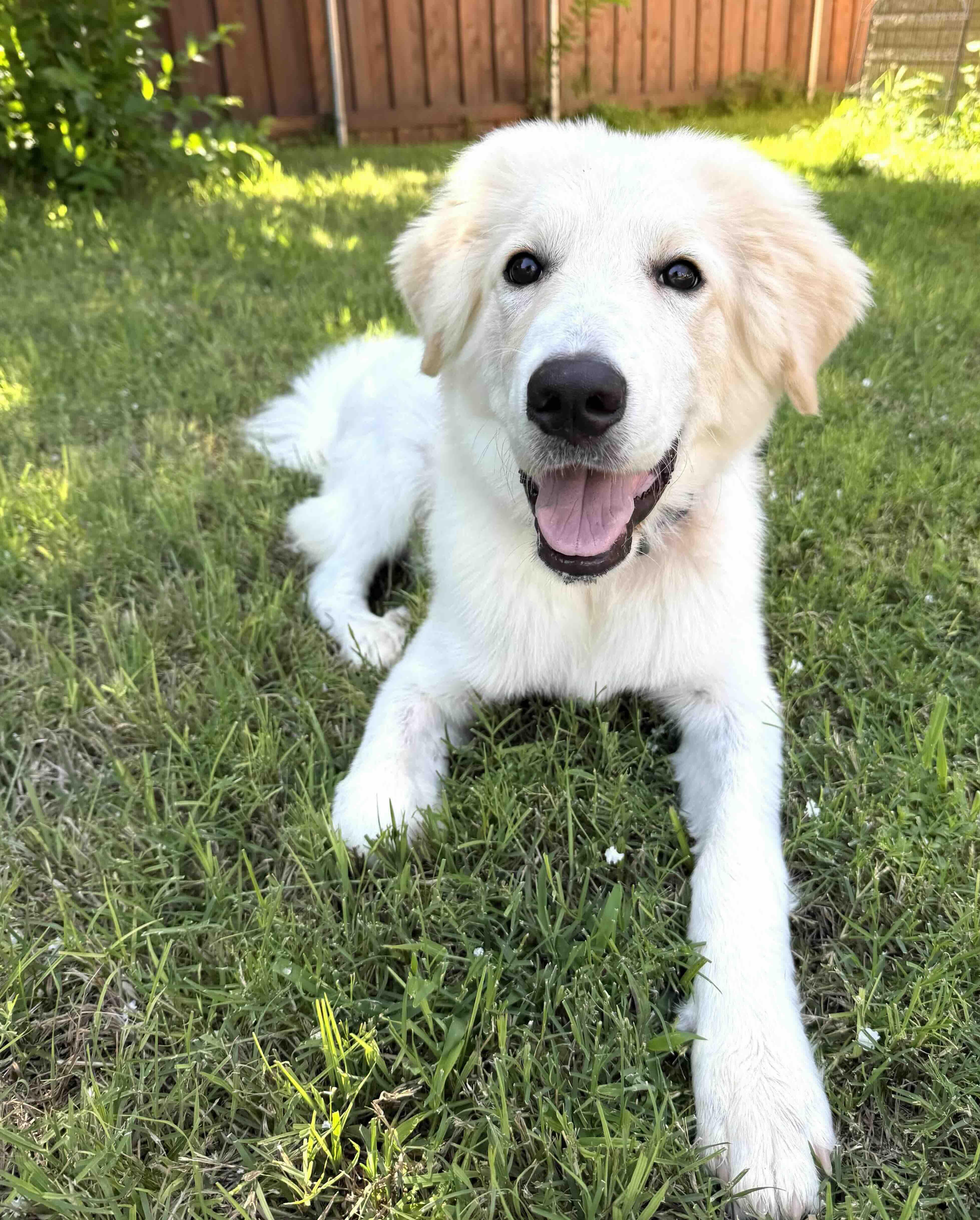 A baby large-sized male Great Pyrenees dog named Eddie Dfw for adoption in Quinlan, TX