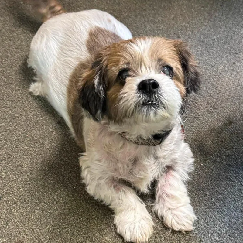 An adult small-sized male White / Cream Lhasa Apso dog named Zip for adoption in Graham, WA