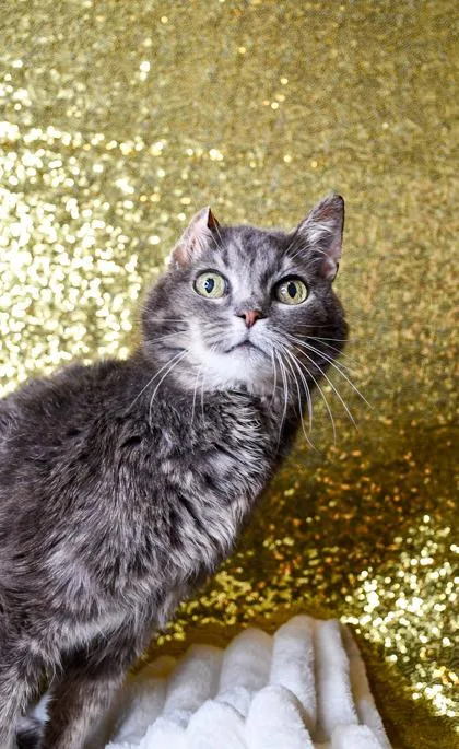 A senior medium-sized female Domestic Short Hair cat named Jonie for adoption in Yakima, WA