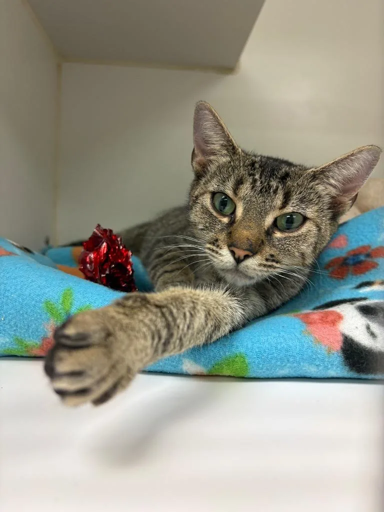 A young medium-sized female Domestic Short Hair cat named Val for adoption in Johnson City, TN