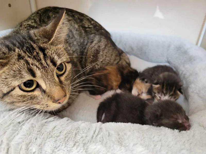 Cinnamon thumbnail 2