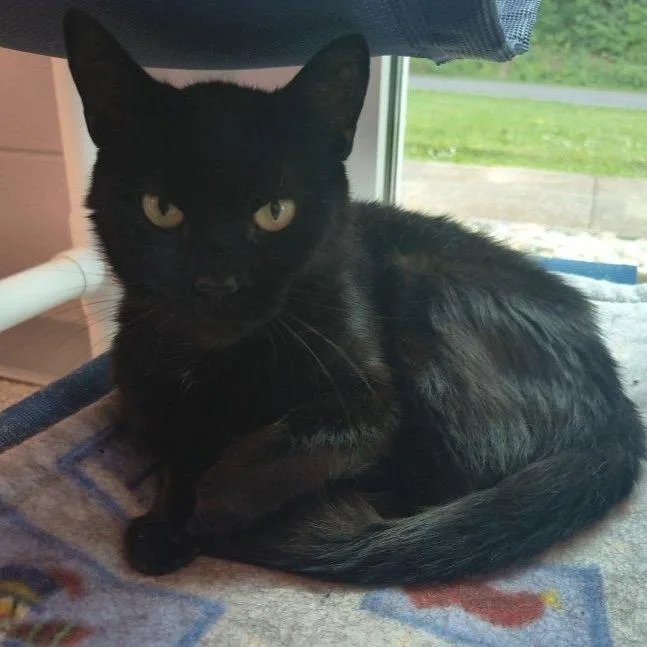 An adult medium-sized female Black Domestic Short Hair cat named Poppy for adoption in Middlebury, VT