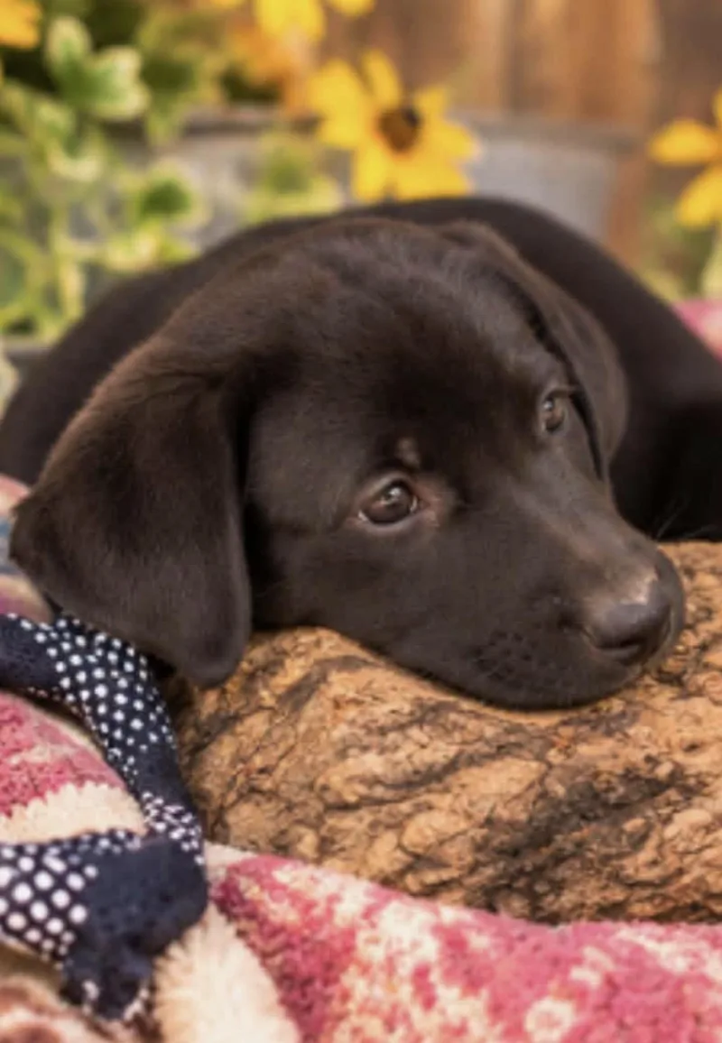 A baby medium-sized female Black Labrador Retriever dog named Dumpling for adoption in Batesville, AR