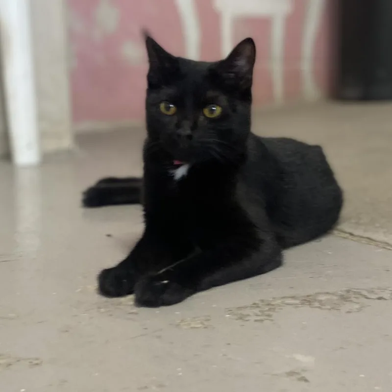 An adult small-sized female Domestic Short Hair cat named Onyx for adoption in Laredo, TX