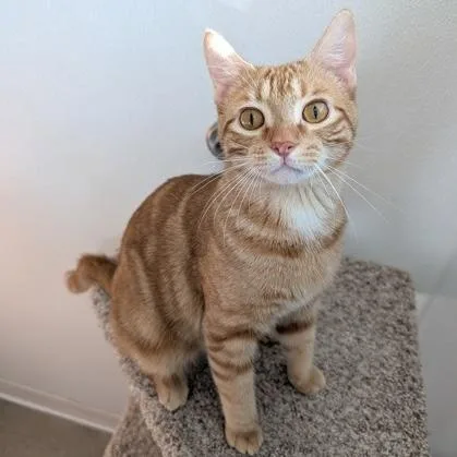 A young medium-sized male Tabby (Orange / Red) Domestic Short Hair cat named Carl for adoption in Rochester, MN