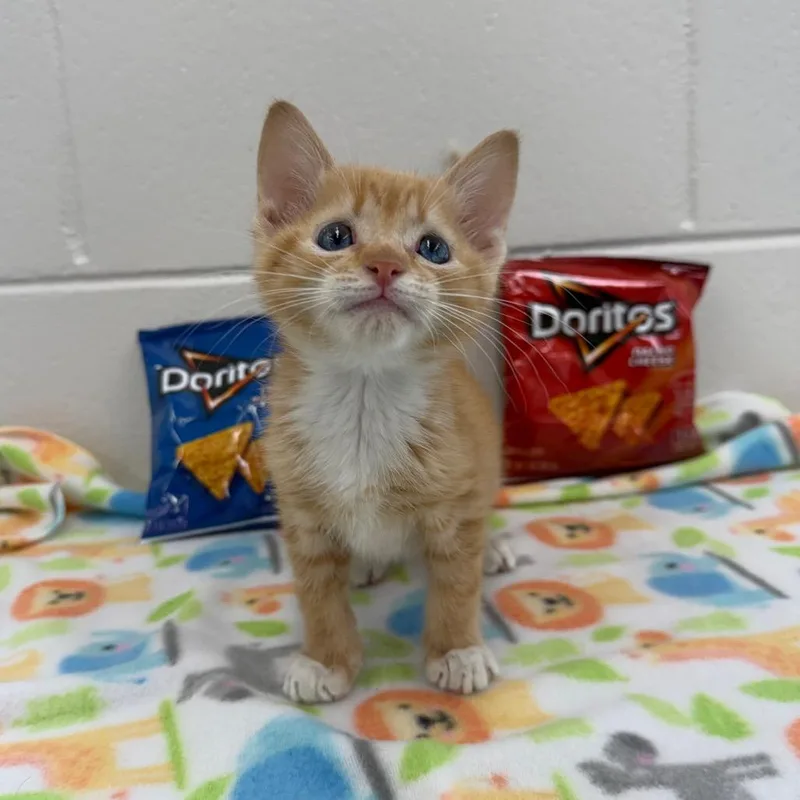 Dorito thumbnail 6