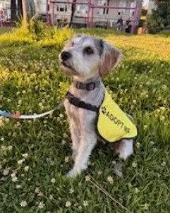 A young small-sized female Schnauzer dog named Lucy for adoption in San Diego, CA