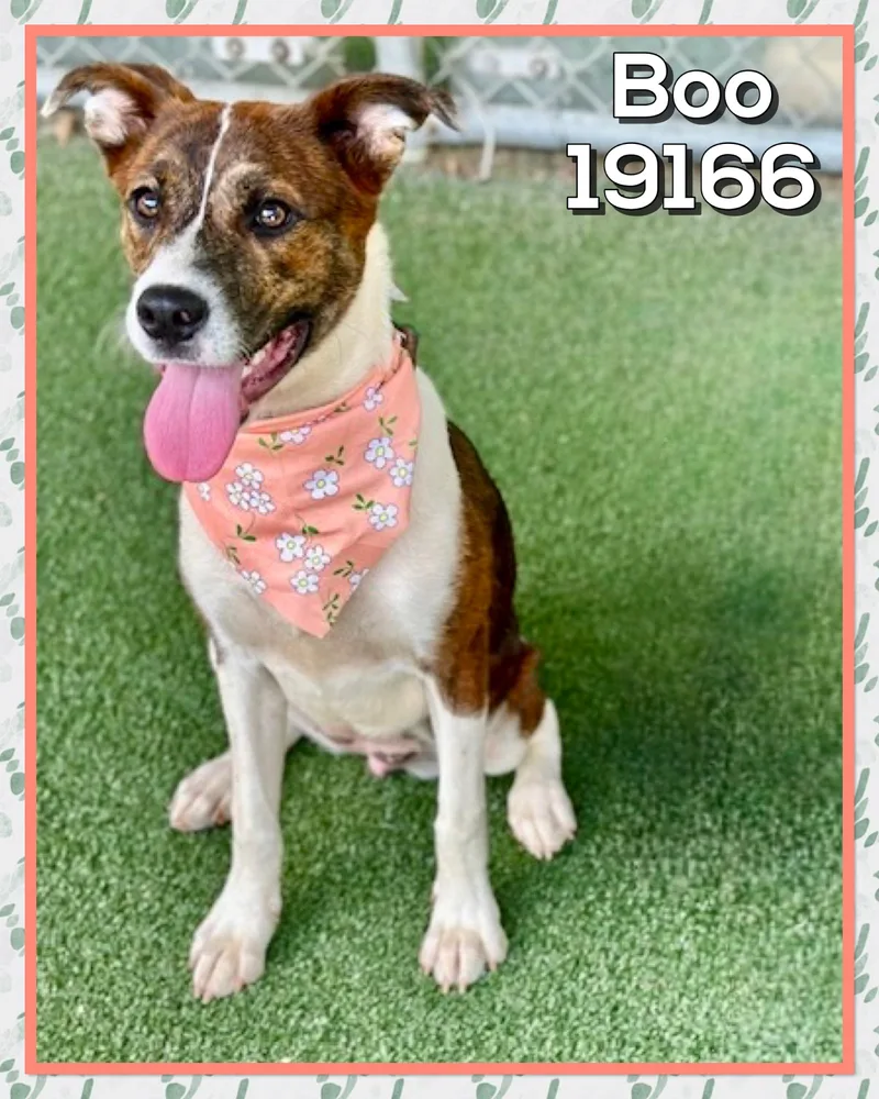 A young medium-sized female Brindle Mountain Cur dog named Boo for adoption in Marietta, GA