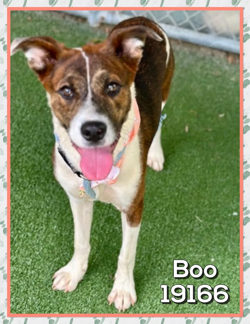 Boo thumbnail 4