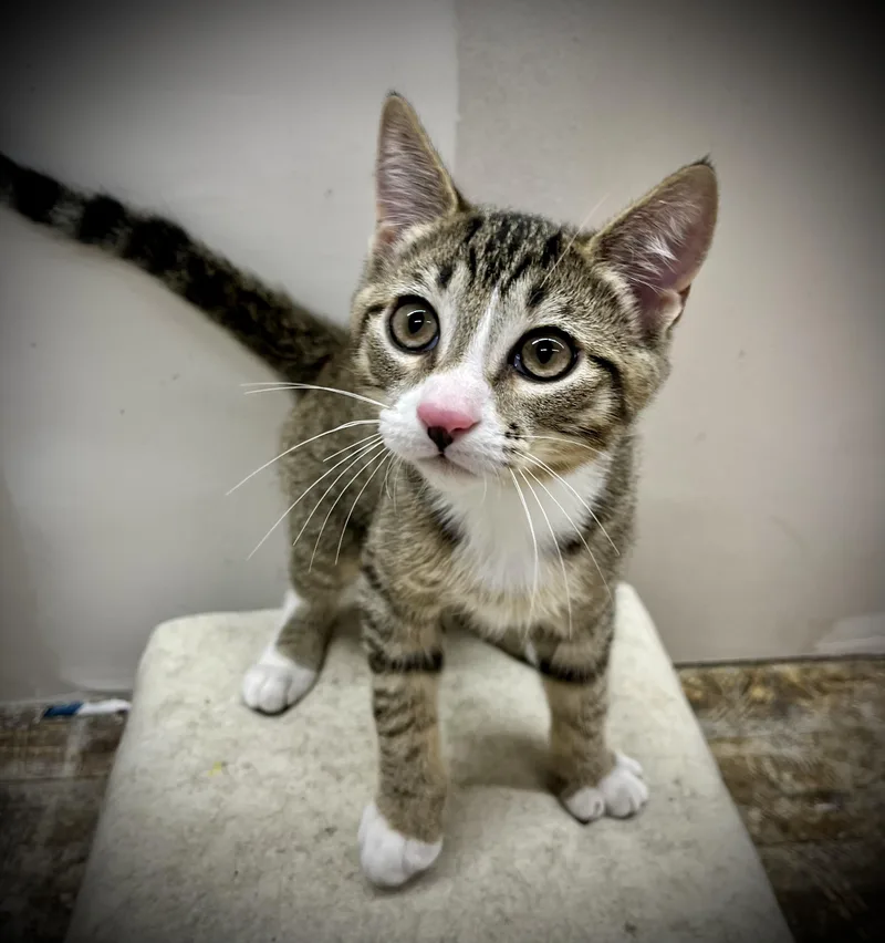 A young small-sized male Tabby (Brown / Chocolate) Domestic Short Hair cat named Orion for adoption in Roswell, NM