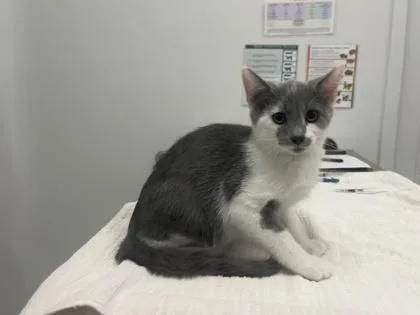 A baby small-sized male Gray / Blue / Silver Domestic Short Hair cat named Marvelous Misadventures Of Flap for adoption in Kansas City, MO
