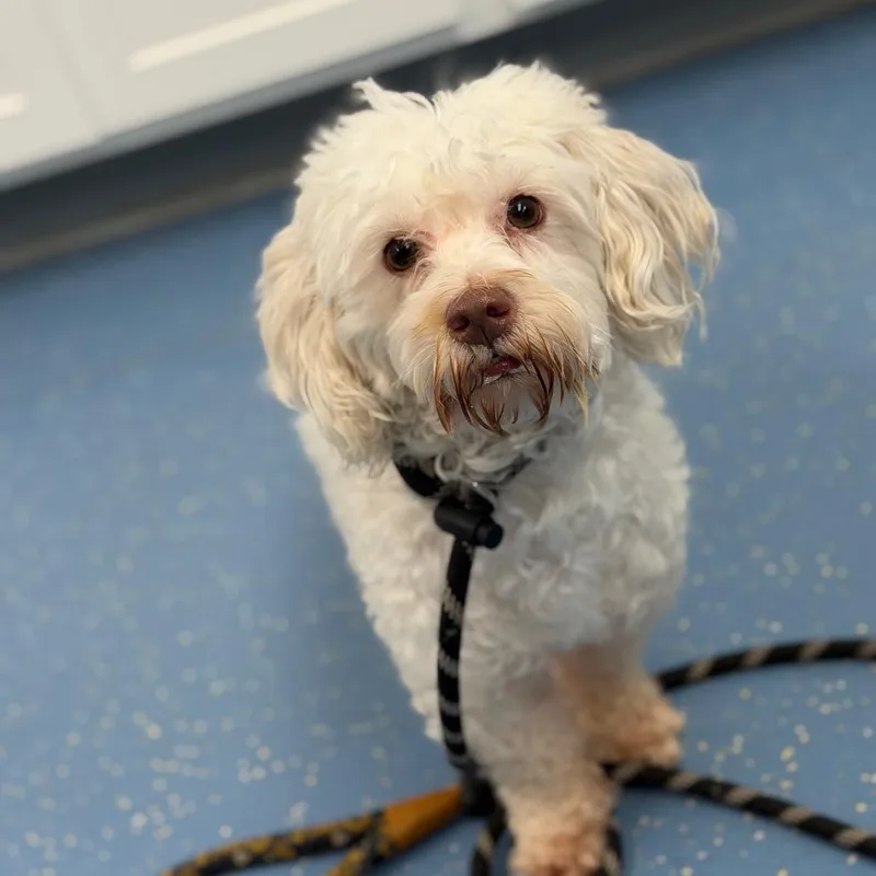 An adult medium-sized male White / Cream Standard Poodle dog named Pookie for adoption in Watertown, NY