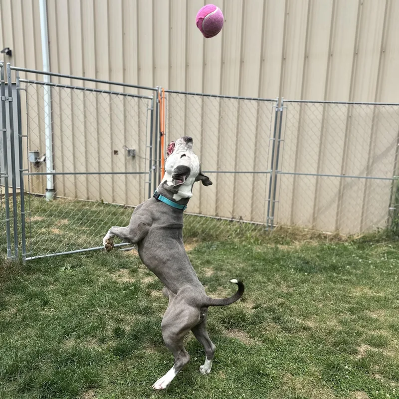 An adult large-sized male Gray / Blue / Silver Mixed Breed dog named Cola for adoption in Youngstown, OH